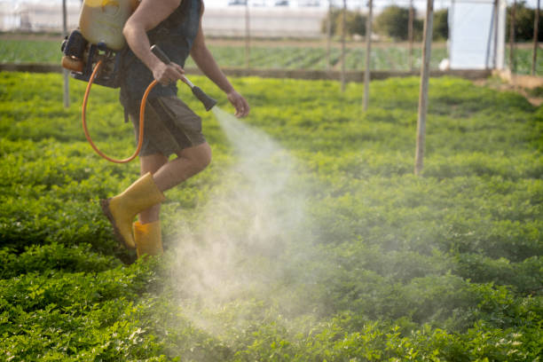 Best Insect Control  in Sultana, CA