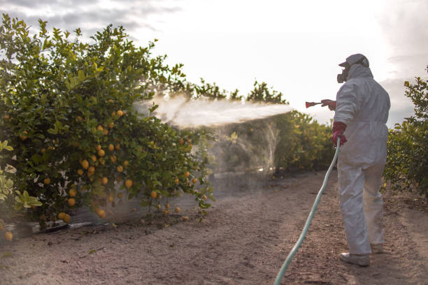 Trusted Sultana, CA Pest Control Experts