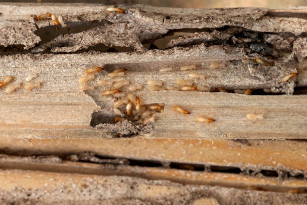 Best Rat Extermination Near Me  in Sultana, CA