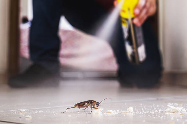Best Mosquito Control Services  in Sultana, CA